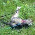Frettchen in freier Natur