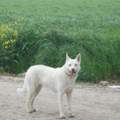 Freundschaft mit Nachbarhund