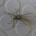 Für Spinnen-Kenner! Habe eine interessante Spinne Entdeckt (Hamburg)