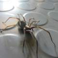 Für Spinnen-Kenner! Habe eine interessante Spinne Entdeckt (Hamburg)