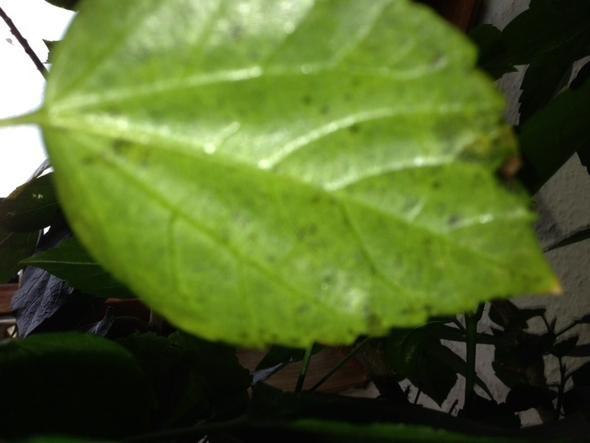 Gelbe Blätter mit schwarzen Flecken am Hibiskus (Verkehr, sozial)
