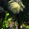 Genaue Bezeichnung dieser Seeanemone
