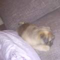 Gesundes Gutes Hundefutter