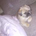Gesundes Gutes Hundefutter