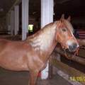 Haflinger mit Locken?
