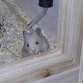 Hamster flüchtet ständig