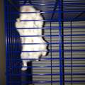 hamster mit bollen