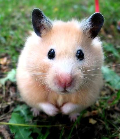 hamster hilfe! kaufen (tier)