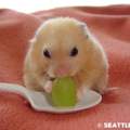 Hamster wo nicht wächst