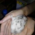 Hamsterfrage :-)