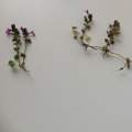 Herbarium Biologie