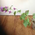 Herbarium-biolohie