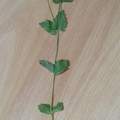 Herbarium bis Donnerstag, noch nicht fertig