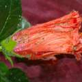 Hibiskus