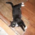 Hilfe - Katze ständig am Miaun - drehe fast durch! :(