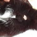 Hilfe - Katze ständig am Miaun - drehe fast durch! :(
