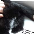 Hilfe - Katze ständig am Miaun - drehe fast durch! :(