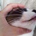 Hilfe, Meine katze  hat ne dicke lippe!