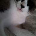 Hilfe, Meine katze  hat ne dicke lippe!
