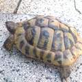 Hilfe Schildkröte gefunden