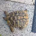 Hilfe Schildkröte gefunden