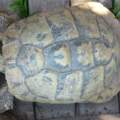 Hilfe!! Was ist das Für eine schildkröte???????