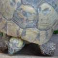 Hilfe!! Was ist das Für eine schildkröte???????