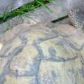 Hilfe!! Was ist das Für eine schildkröte???????