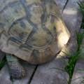 Hilfe!! Was ist das Für eine schildkröte???????