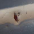 Hilfe, was krabbelt da?
