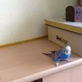 Hilfe wellensittch