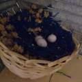 HILFE, Zebrafinken schmeissen ständig ihre Babies aus dem Nest