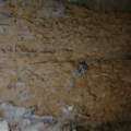 Holzwurmbefall im Fachwerk