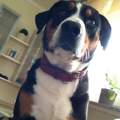 Hund Apollo hat Tumor :(
