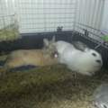 Hund hat Hase gerissen???