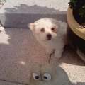 Hund jault wenn er alleine ist...