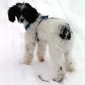 Hund muss nachts oft raus