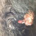 Hund Tumor/Fettknubbel