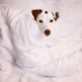 Hunde-Experten sind gefragt!