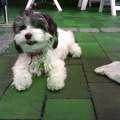 Hunde (Wir wollen Welpen !!)