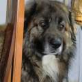 Hundegrummeln Schlimm?