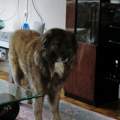 Hundegrummeln Schlimm?