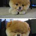 Hundenamen für Chow Chow