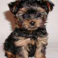 Hundenamen für Jorkshire Terrier werden gesucht???:)