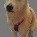 Hunderasse raten! mal wieder ein Fall zum rätseln, welche Rasse steckt in diesem Hund?