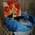 Hundetraining, Hundeausbildung