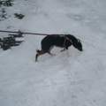 Hundetraining, Hundeausbildung