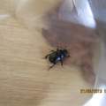 Ich habe habe einen Käfer im Wald Gefunden und ich weiß nicht welcher es ist ?