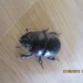 Ich habe habe einen Käfer im Wald Gefunden und ich weiß nicht welcher es ist ?
