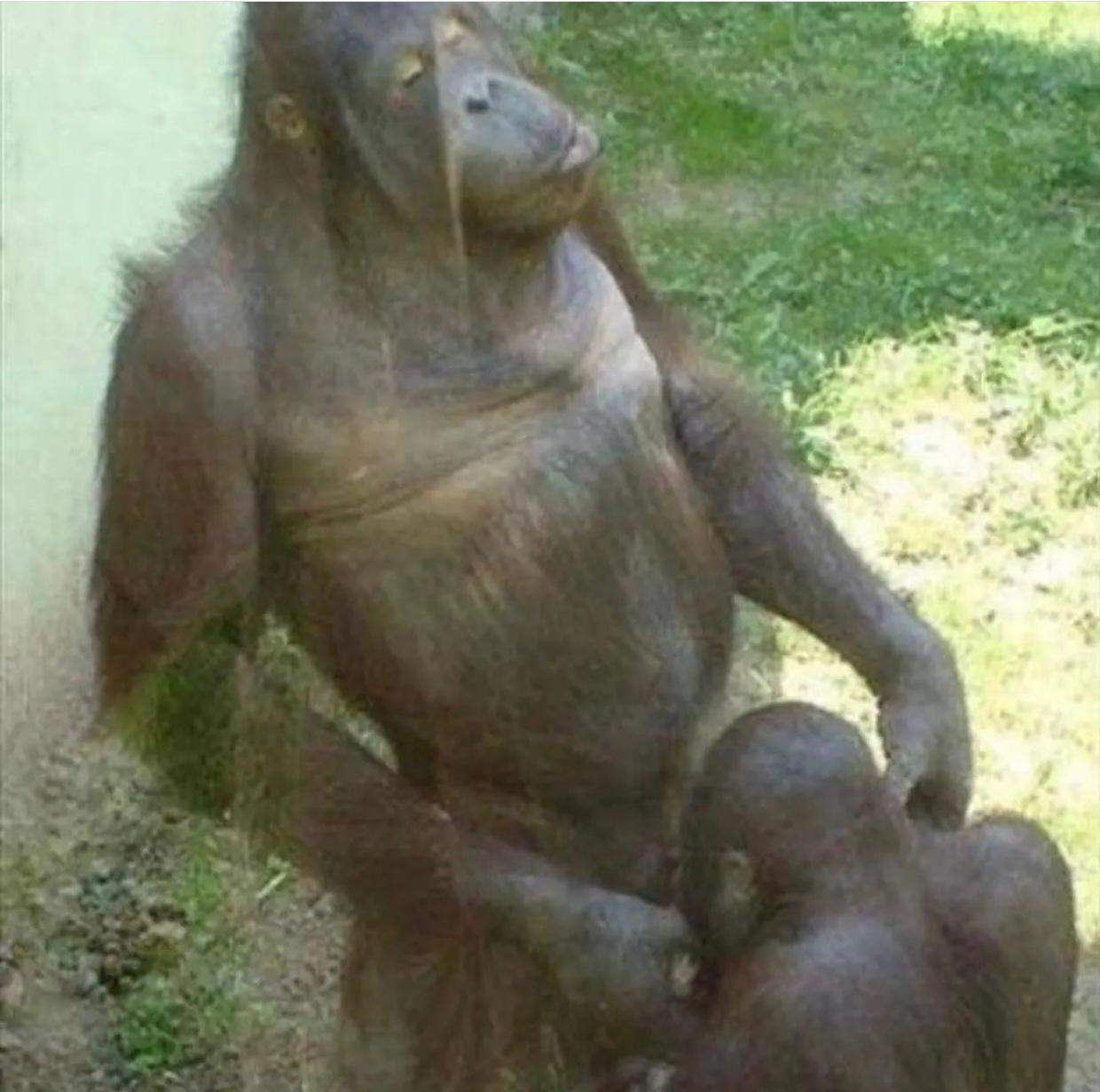 обезьяна дрочит свой член порно фото 80